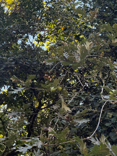 Quercus pyrenaica, photograph 6