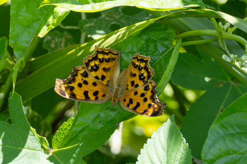 Asian Comma