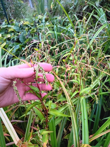 waterpepper