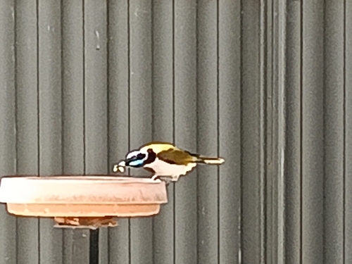 Blue-faced Honeyeater