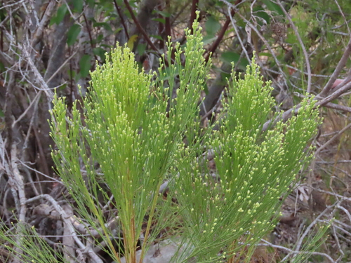 Baccharis sarothroides, photograph 5