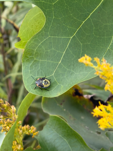 Green Stink Bug