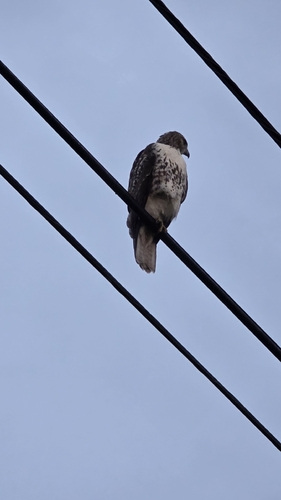 Red-tailed Hawk