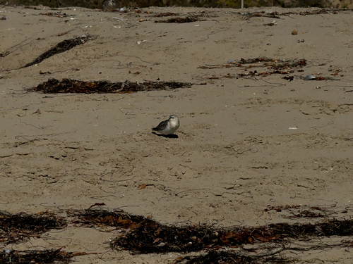iNaturalist observation photo of Shorebirds and Allies
