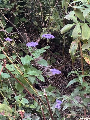 blue mistflower