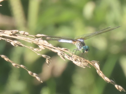 Blue Dasher