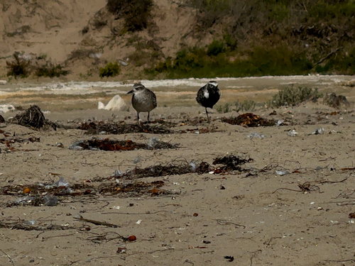 iNaturalist observation photo of Black-bellied Plover