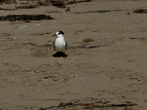 iNaturalist observation photo of Typical Terns