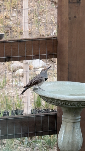 Northern Flicker