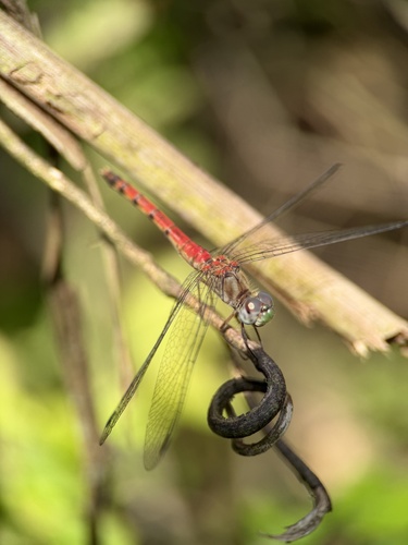 Blue-faced Meadowhawk
