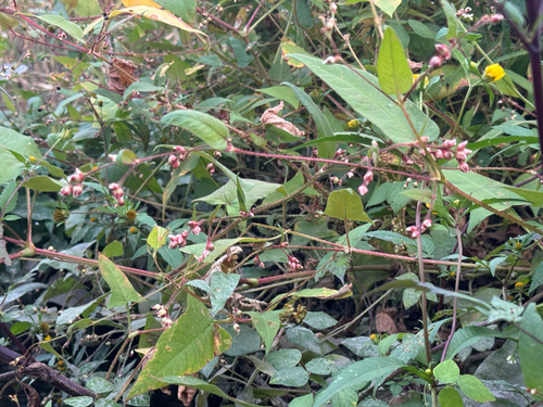 halberd-leaved tearthumb