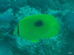 Chaetodon zanzibarensis