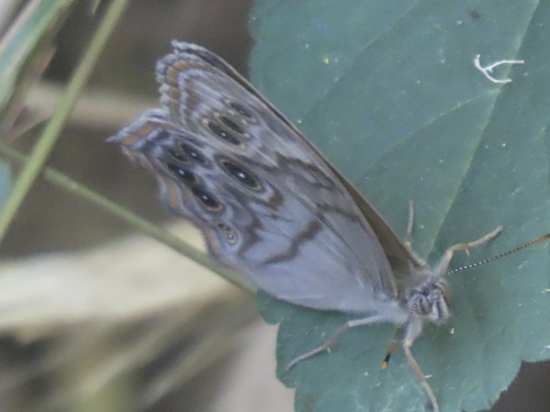Northern Pearly-eye