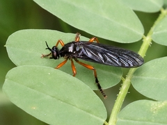 Dioctria oelandica