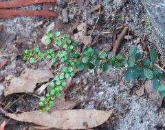 Pittosporum multiflorum