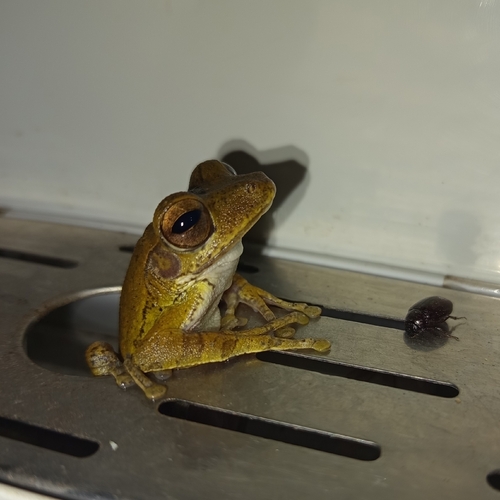 Common Hourglass Tree Frog