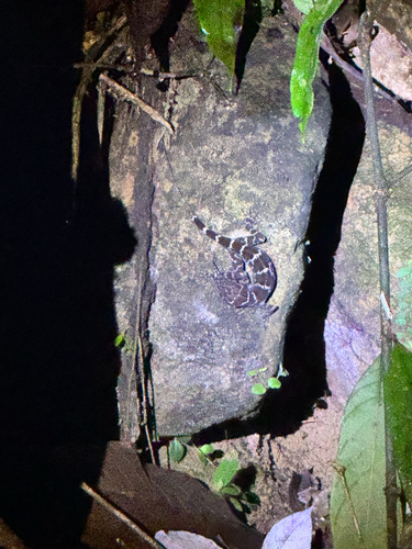 Cyrtodactylus consobrinus observed 2026-09-19