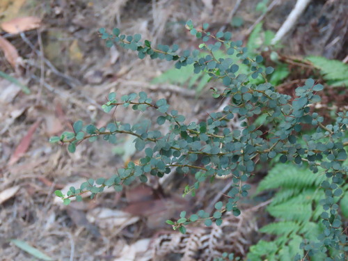 Pittosporum multiflorum, photograph 1