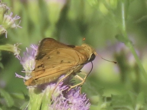 Fiery Skipper