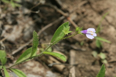 Mazus pumilus