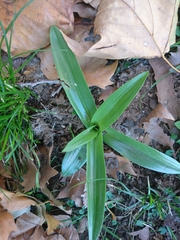 Chloraea membranacea