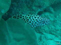 Gymnothorax favagineus