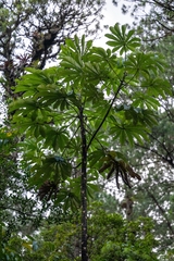 Cecropia angustifolia