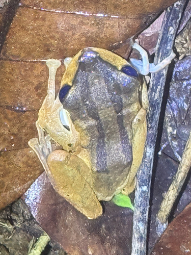 Polypedates macrotis, 2026-09-19