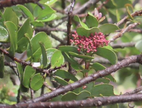 Santalum haleakalae observed 2026-09-19