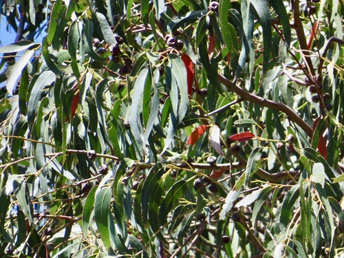 Eucalyptus observed 2026-09-19