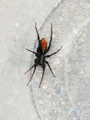 Castianeira occidens