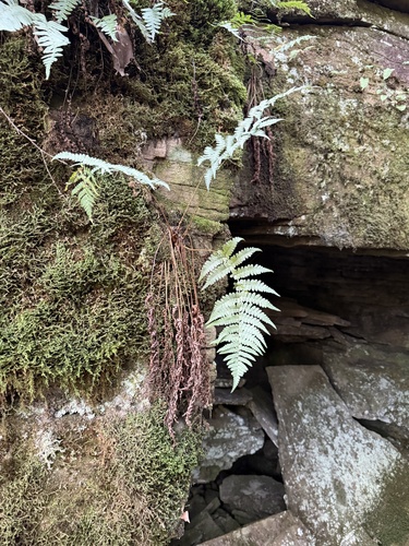 marginal wood fern