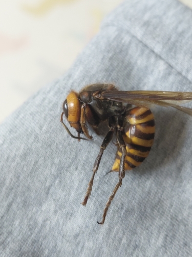 Asian Giant Hornet