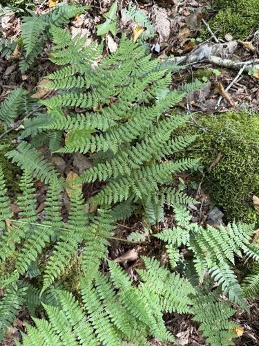 intermediate wood fern