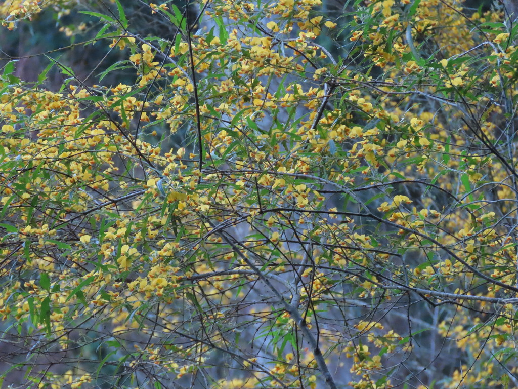 Podolobium ilicifolium; photograph (c) ian_mcallan, some rights reserved (CC BY)