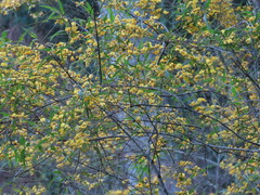 Podolobium ilicifolium