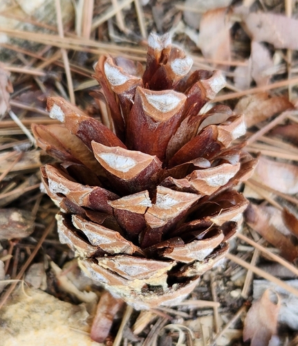 Pinus halepensis, photograph 4