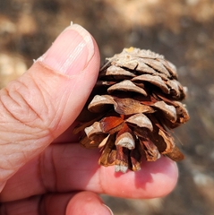 (c) Kristine Green, some rights reserved (CC BY) Pinus halepensis, photograph (c) Kristine Green, some rights reserved (CC BY)