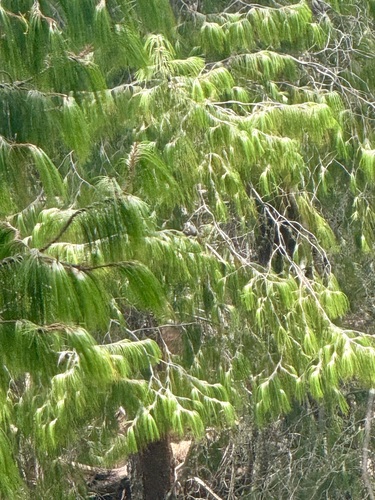 Pinus observed 2026-09-19