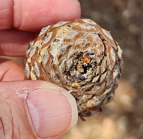 Pinus halepensis, photograph 6