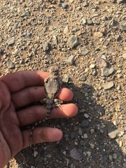 Phrynocephalus scutellatus