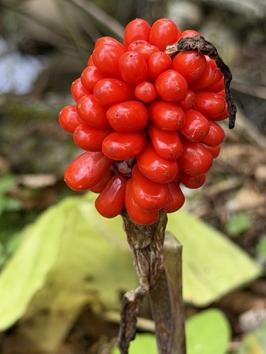 Jack-in-the-Pulpit