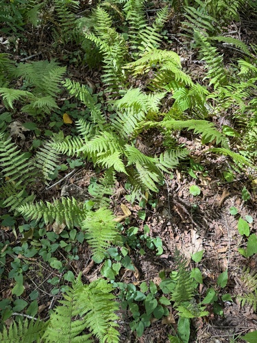 New York fern