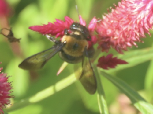 Eastern Carpenter Bee