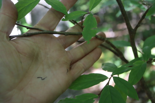 Dirca palustris, photograph 2
