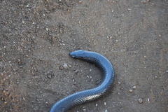 Amblyodipsas polylepis