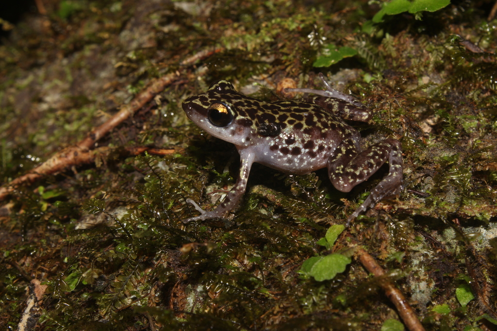 Leprus Chirping Frog