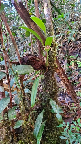 Bulbophyllum hyalosemoides