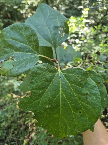 Blunt-lobe spicebush