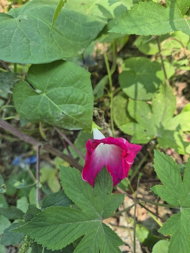 common morning-glory